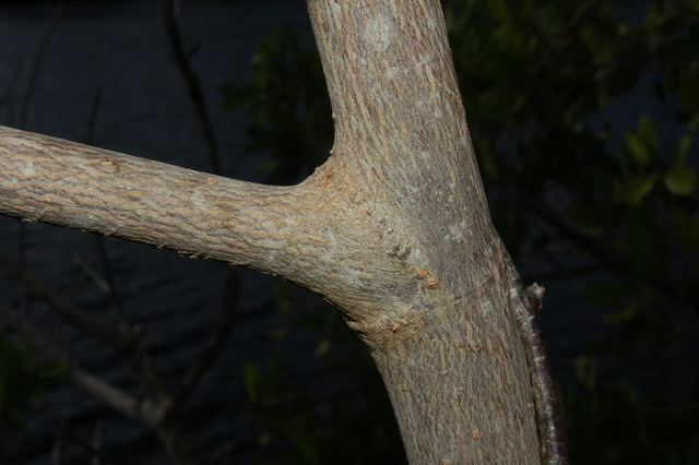Rhizophora mangle trunk